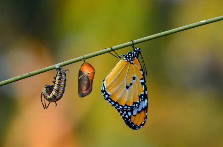 Transcendental Transformation: Part 2