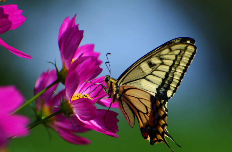 The Life Giving Breath of God: Part 1